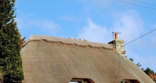 Thatchedroof